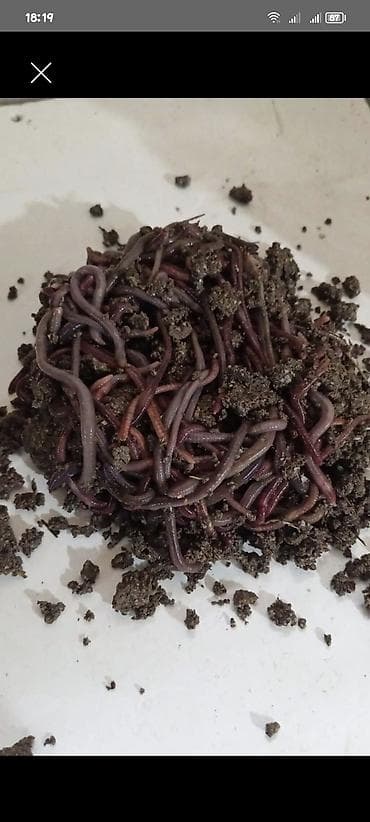 TORPAQ QURDU Satilir. 100 ədədi 10 azn. Ünvan. Kurdexani və Savxoz