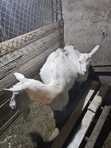 Kənd təsərrüfatı quşları: Dişi, Zanen, il: 4, 65 kq, Südlük, Ünvandan götürmə — 2