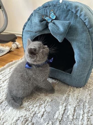 van pişikləri: Şotland, Erkək, Ünvandan götürmə — 3