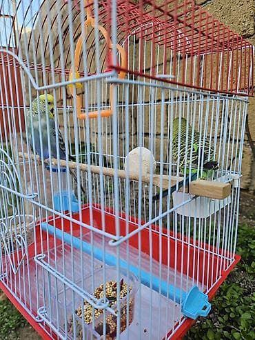 pisik ucun: Zəng yox, yalnız whatsapp!!! Alman cinsi - dişi, Çex cinsi - erkək — 7