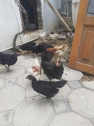 Məhsul: Ev şəraitində bəslənən toyuqlar (qarışıq rəng və cinslər) lalafo.az -da Məhsul: Ev şəraitində bəslənən toyuqlar (qarışıq rəng və cinslər)