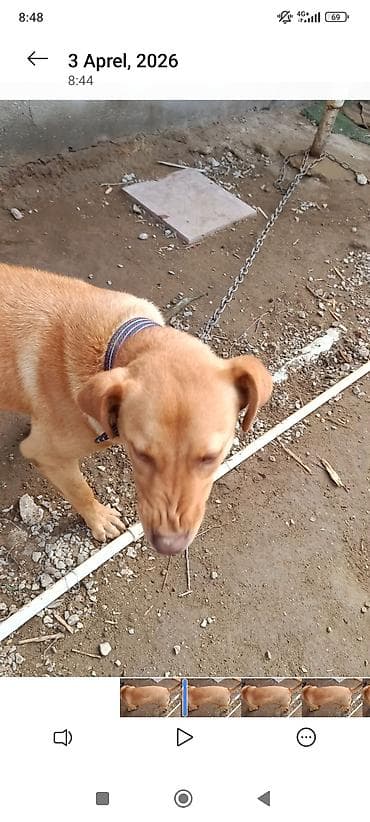 golden retriever satilir: Retriever, 10 ay, Erkek, Peyvəndli, Ünvandan götürmə — 6