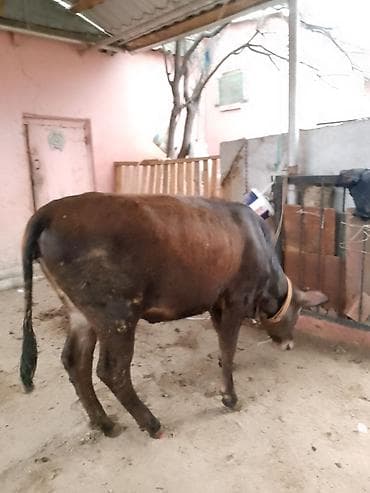 K/t heyvanları və malları: Dana, buzov, Erkək, ay: 10, Ətlik — 2