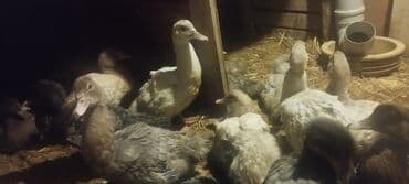 baliq tutmaq ucun yem: 3 aylıq lal ördəklər.Qiymətlər ölçülərinə görə dəyişir.Qarğıdalı — 6