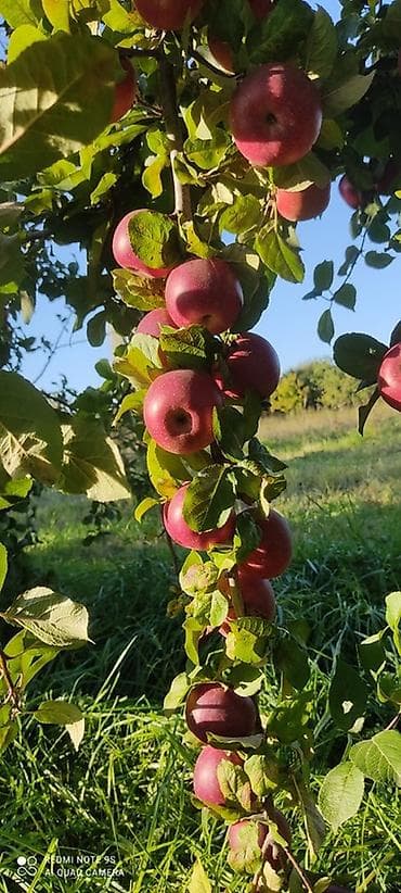 bağ alətləri: 🍎 Satılır Bağ – Qızıləhməddi Alma Bağı🍎 Əla fürsət! Məhsuldar və — 5