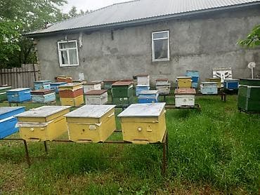 клетка для кроликов купить: Arı ailələri satılır. qiymət razılaşma yolu ilə Məhsul təsviri: - — 5