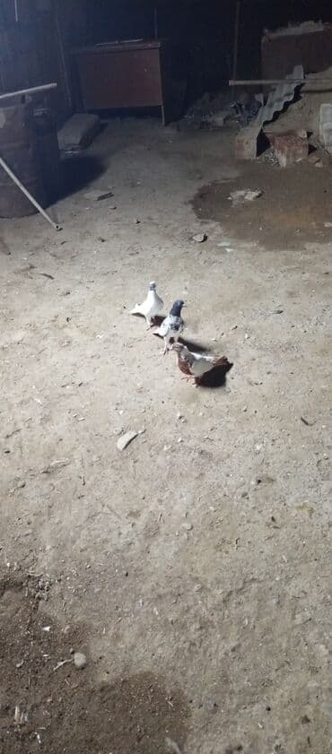 heyvanlara verilen adlar: Ev göyərçinləri – 3 ədəd - Növ: ev/uzun uçuşlu dekorativ göyərçinlər — 2