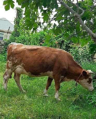 3 qarına doğub 7 gundu balası disidi sudu 22 25 arası sağıram yonca — 3