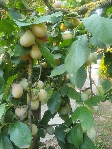 ev gülleri ve adlari: Gavalı ağacları – müxtəlif növlər - Məhsul: bağdan yığılmış gavalı (3 — 2