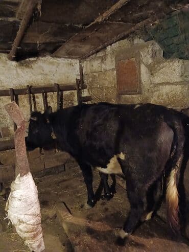 iney sekilleri: Salam 7ay yarımlıq boğazdı birinci qarına düyədi qarnındaki bala süni — 3