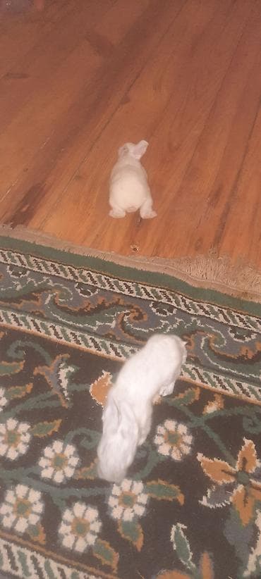 it davasi 2020: Sookk endirim 1 ana 9 bala 70 manat — 2