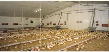 çoban işi arayanlar: Broylər quşçuluq ferması üçün məsuliyyətli, öz malı kimi baxa biləcək — 3