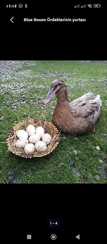 qaz ördey: Tam temiz ruana ordey yumurtaların 90 faiz mayalı yumrtalar satlr — 1