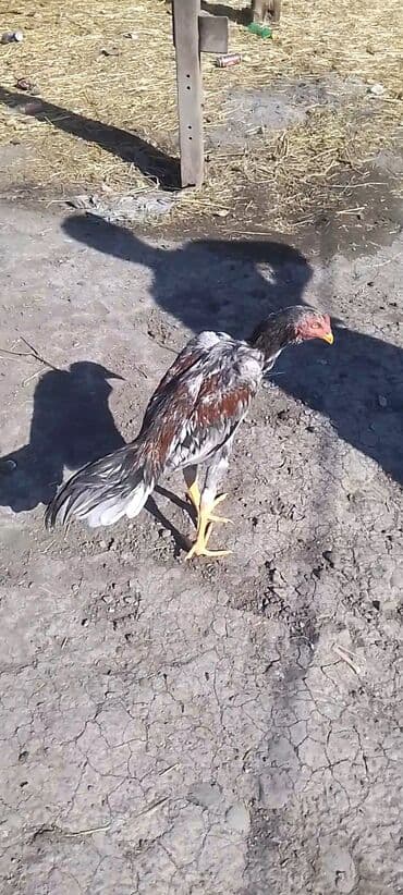 Ördəklər: Satılır iyunun 4 cıxıb banlamır — 3