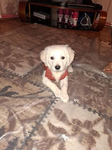 afcarka balalari satilir: Retriever, 3 ay, Erkek, Peyvəndli, Ödənişli çatdırılma — 8