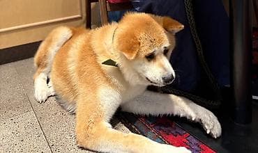 İtlər: Akita-inu, 3 il, Erkek, Cütləşmə üçün — 2