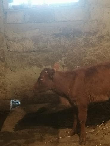 Dovşanlar: Satılır: qırmızı rəngli erkək buzov və ana inək (şəkillərdə) — 3