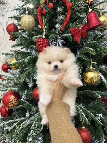 Şpitz, 1 ay, Erkek, Pulsuz çatdırılma