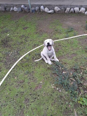 лабрадор купить: Labrador-retriver — 4