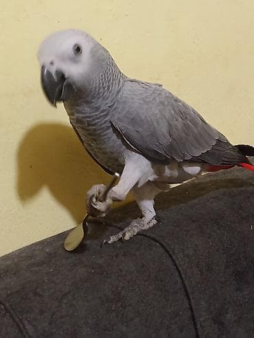 Heyvanlar üçün mallar: Şirin - dəcəl jako balası .Danışıroynağan quşdur .Qoyduğum qiymət — 3