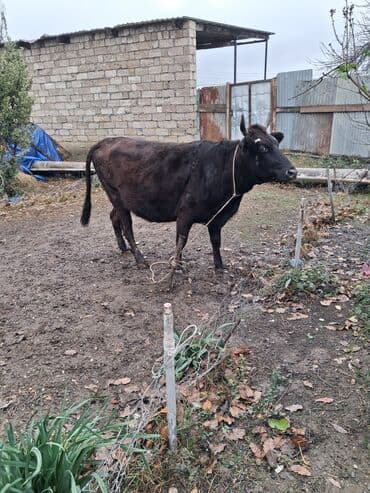 inəyler: Dişi, il: 4, Damazlıq, Ünvandan götürmə — 2