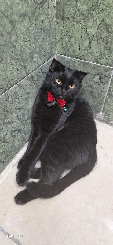 sahibləndirmə: Yaxşı əllərə — 5