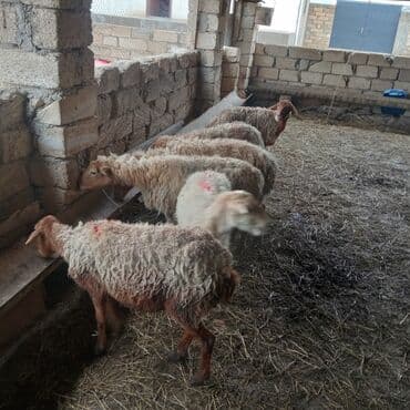 qoyun bezeyi: Dişi, il: 5, Damazlıq, Ödənişli çatdırılma — 2