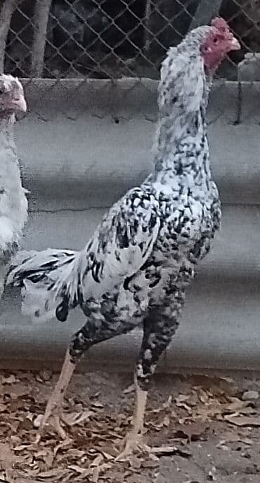 itlərin satışı 2020: Xoruz, il: 1, Ünvandan götürmə — 2