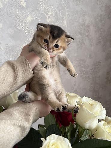 Təmiz sort black gold şınşılla
Yanvarın 10u doğulub
Satılır