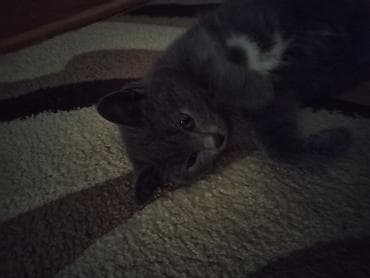 pisik etibarli ellere verilir: Ev pişiyidir. cinsi british. 1 yasi var, disi (adi mikuli) isimle — 6