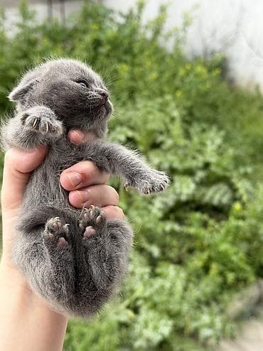 bərdə broyler: Şotland yastı qulaq, Yaxşı əllərə — 4