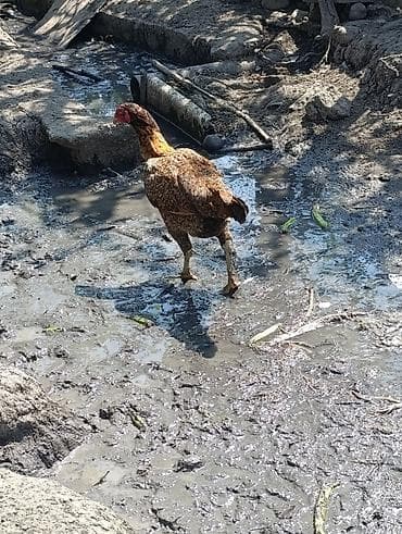 qala cinsi qoyun satilir: Toyuq, Damazlıq, Ödənişli çatdırılma — 5