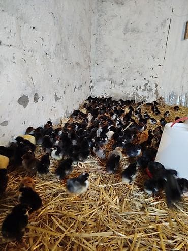 at satisi: 5-6 günlük Seçmə kənd cücələri satılır, hamısı qara rənglidi — 9