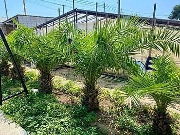 Ağaclar: Palma ağacı – landşaft üçün dekorativ - Növ: Xurma palması (Phoenix — 1