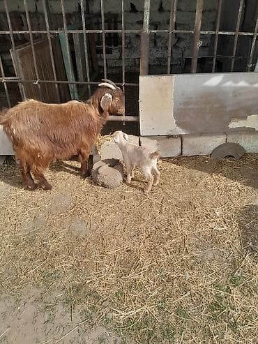 Dişi, il: 1, 40 kq, Ətlik, Südlük, Ünvandan götürmə — 7