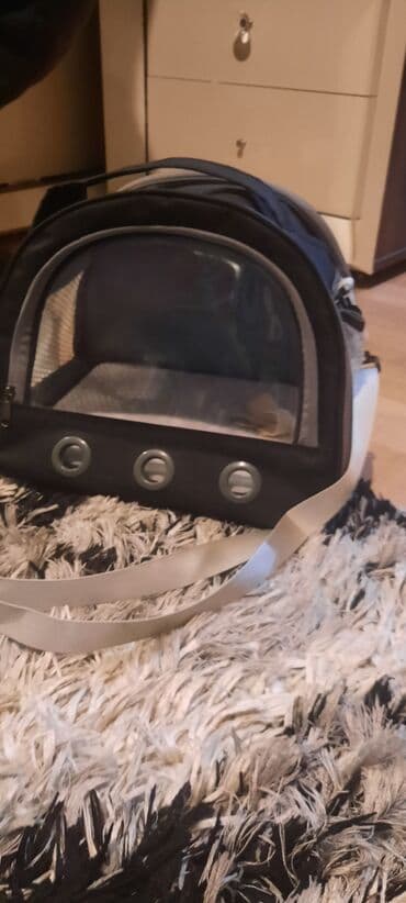 Gəmiricilər: Продаю двух морских свинок (пара) девочка и мальчик. Девочке-3,5 — 6