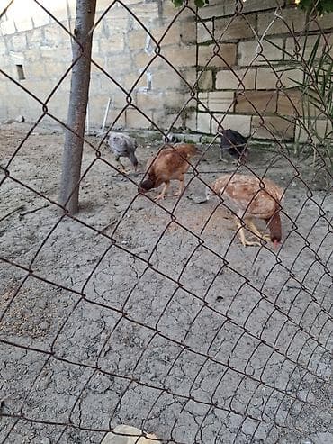 broyler yemi qiymeti: Heyrati fereler 60azn 100azn — 2