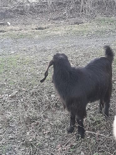 ev iti pudel: Qoyun-keçi təsərrüfatı üçün 2 baş yerli keçi - Növ: yerli (et və süd — 7