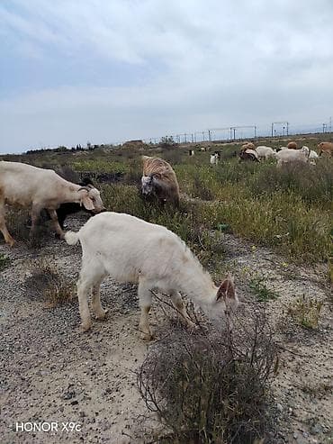 at satilir: Sanen çəpiş satılır və ya eyni cins dişi və erkək damazlıq çəpiş lə — 4