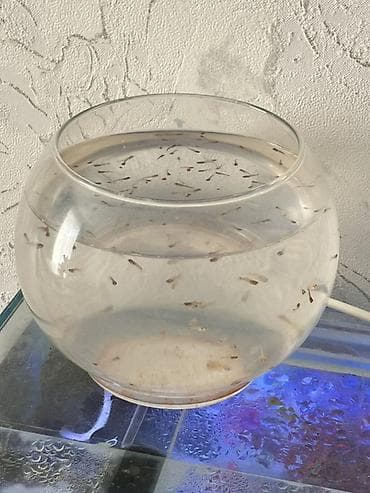 kirpi eti satışı: Alive Nərə balığı, Topdan, Ödənişli çatdırılma — 1