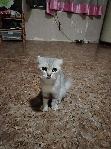 pisik şotland: Şotland yastı qulaq — 2