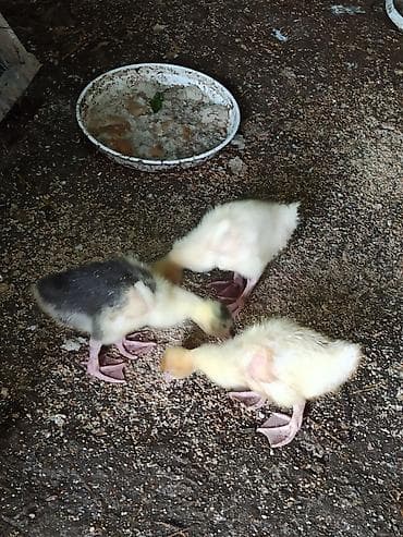 Hazır 2 ay Qaz balası Satılır Cəmi 3 əd Vare