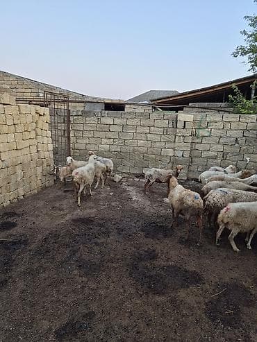 gence itler: 12 baş Qoyun içində şişəydə var– ana və gənc başlar - Növ: yerli — 7