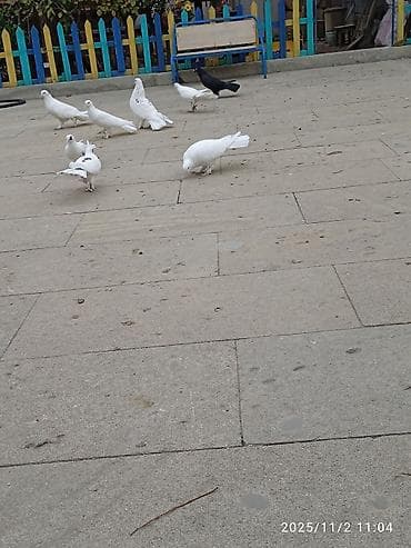 goyercin taklalar: Aq ve qara cox quyruqlar.topdan satiram hamisini — 8