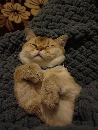 pişiklər: Britan, Erkək, Dişi, Yaxşı əllərə, Ünvandan götürmə, Ödənişli çatdırılma — 9