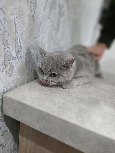 britan pişikləri: Britan — 3