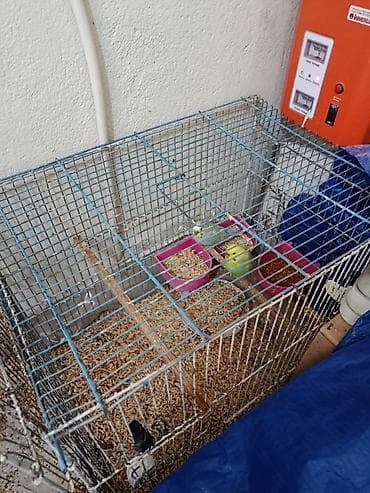 turbo az qusar: Süper heyvanlardir balaya ela baxirlar 5 6 bala verirler bakarım rengi — 2