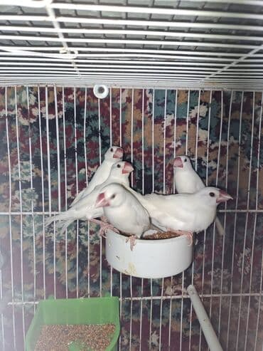 quş satışı: Salam. opşi 8eded amadin Amadin zebra aglar qalib 2eded Amadin risovka — 2