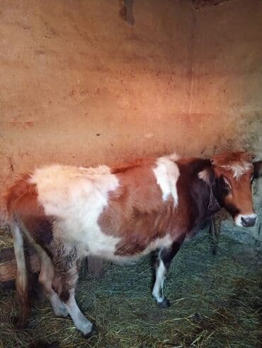 İnək satılır! 3cü balasıdı dişi baladı 11 aylıq. İnək sağılmır