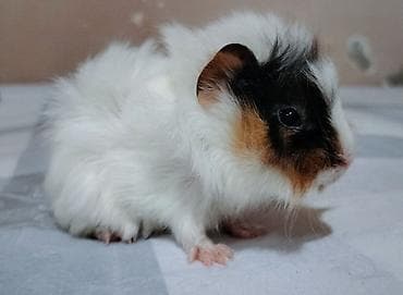 Heyvan paroda heyvandı ( Shiba Ginepig ) təki 150 azn sağlamlığına və — 2